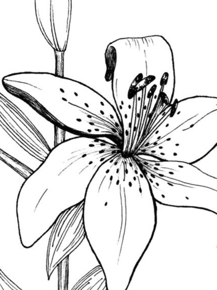 LillituLilly cover image