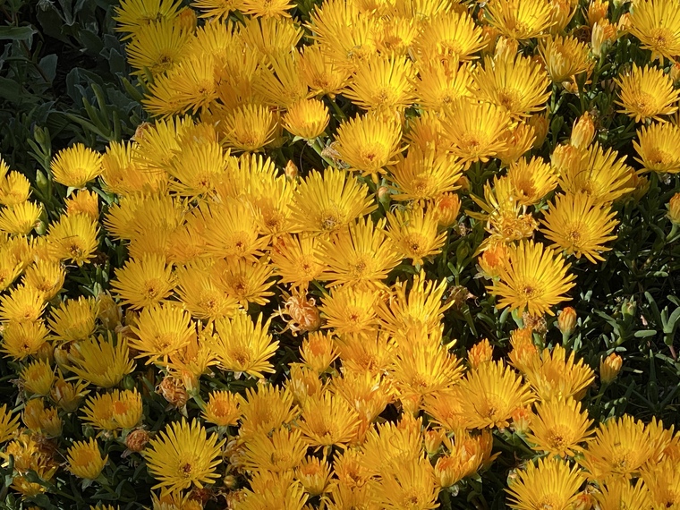 Lilly Lana banner image