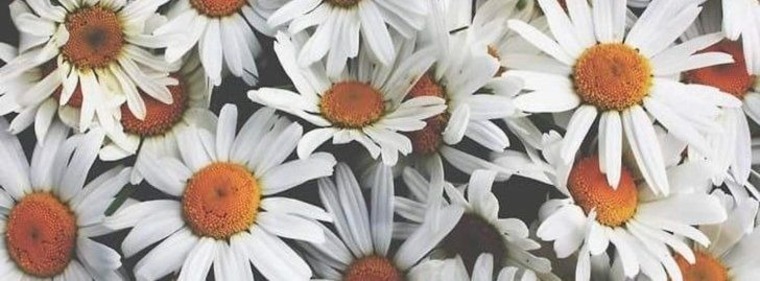 Paulina cover image