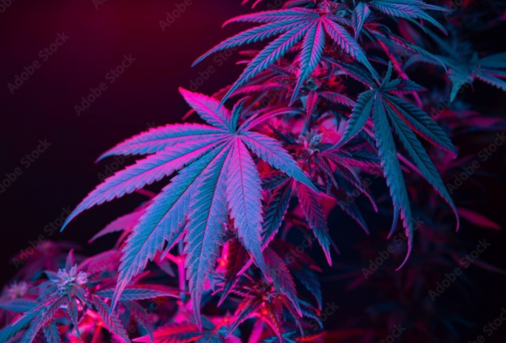 Lil Red banner image