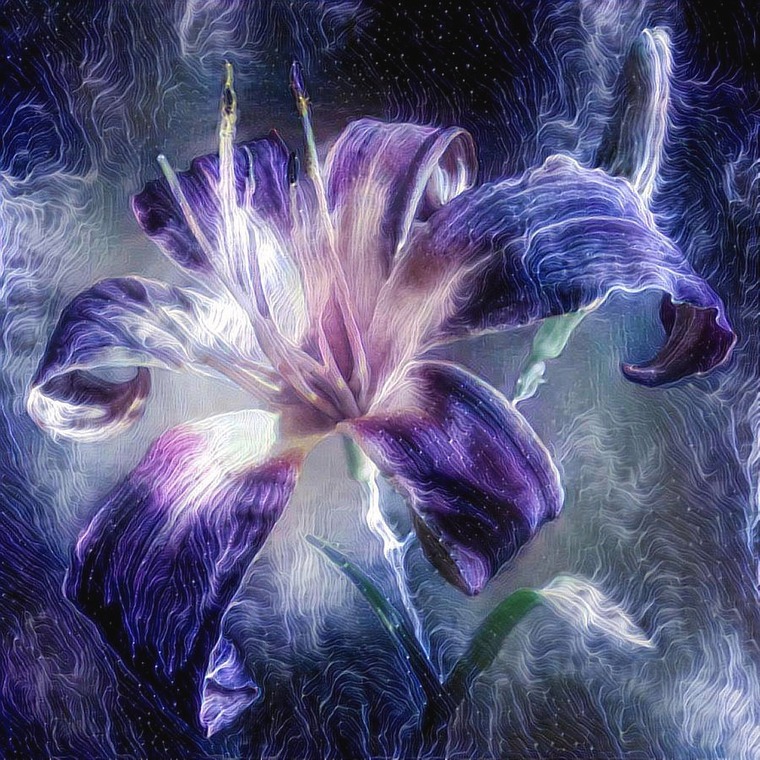 Lily Anne Rose cover image