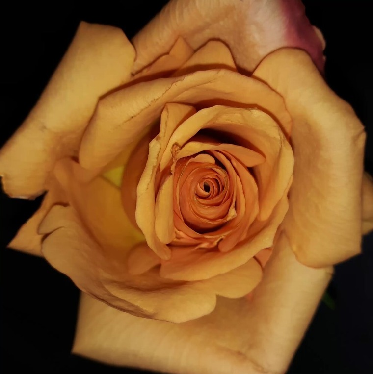 Lily Rose cover image