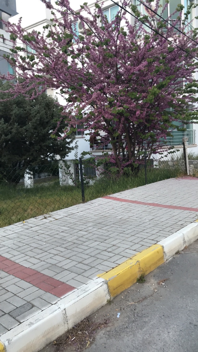 Yasser Al Elyan cover image