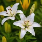 Lily avatar