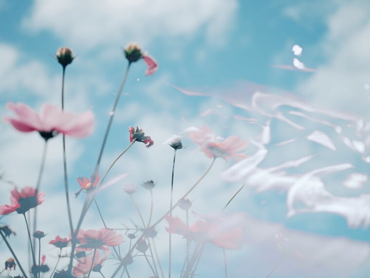 Lily Marie cover image