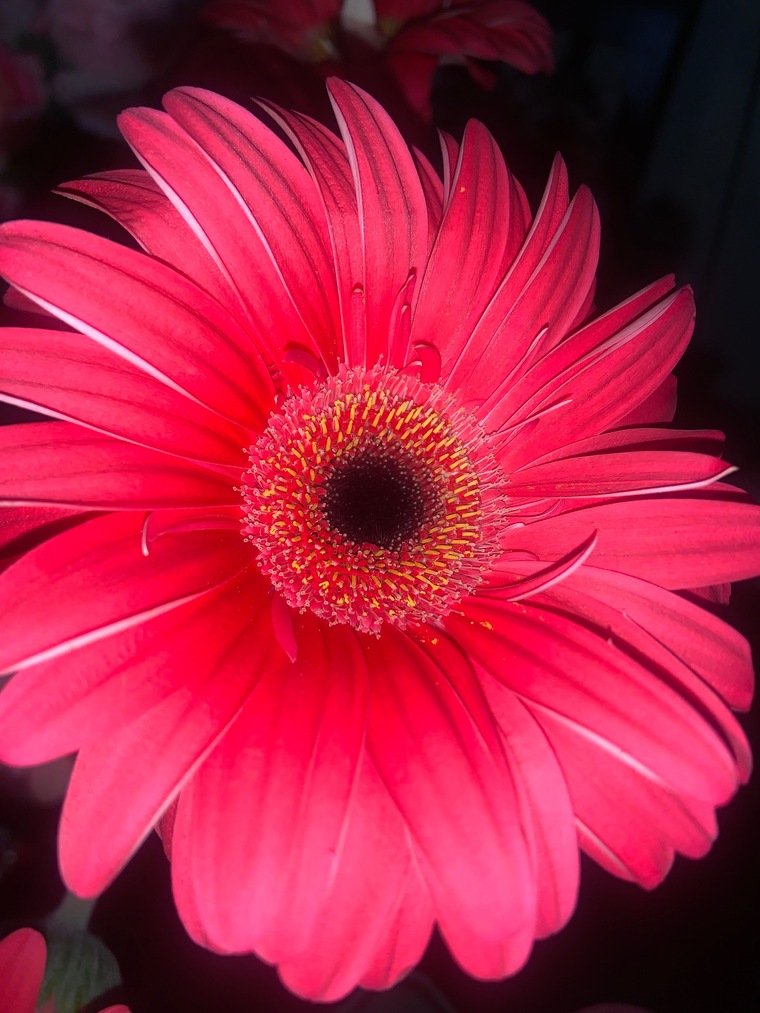 Lily Rose banner image
