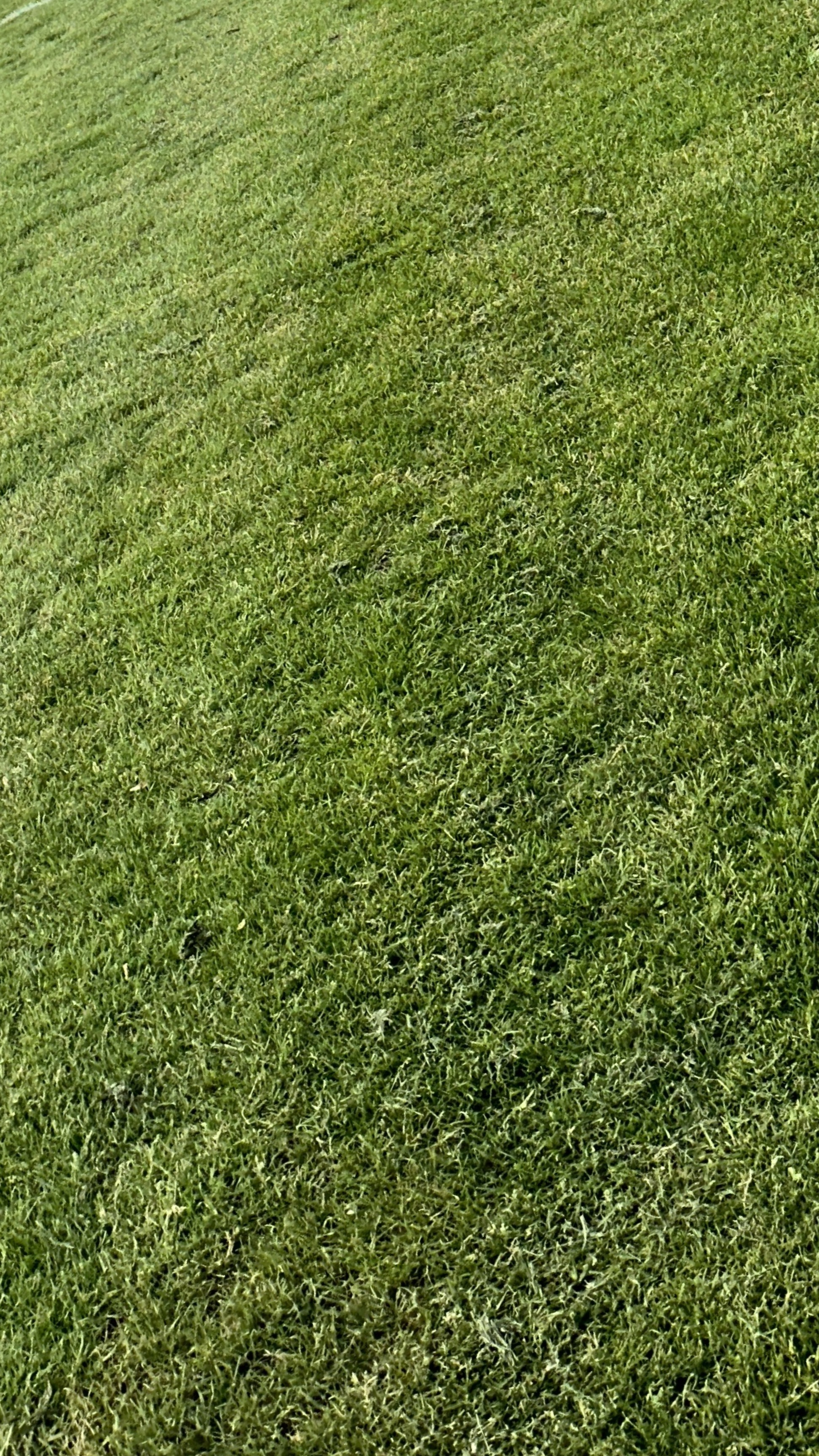 Lima banner image