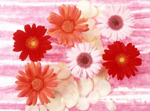 Amanda cover image