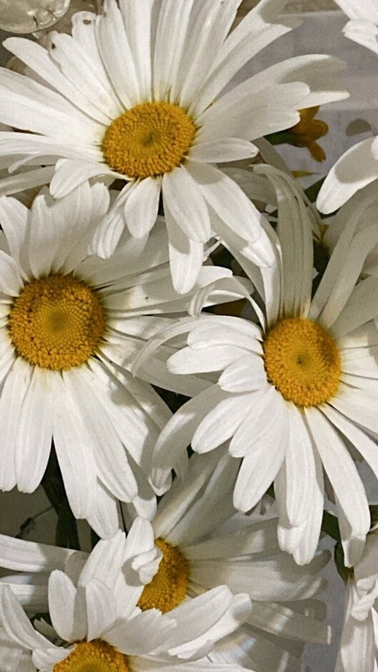 Linna banner image