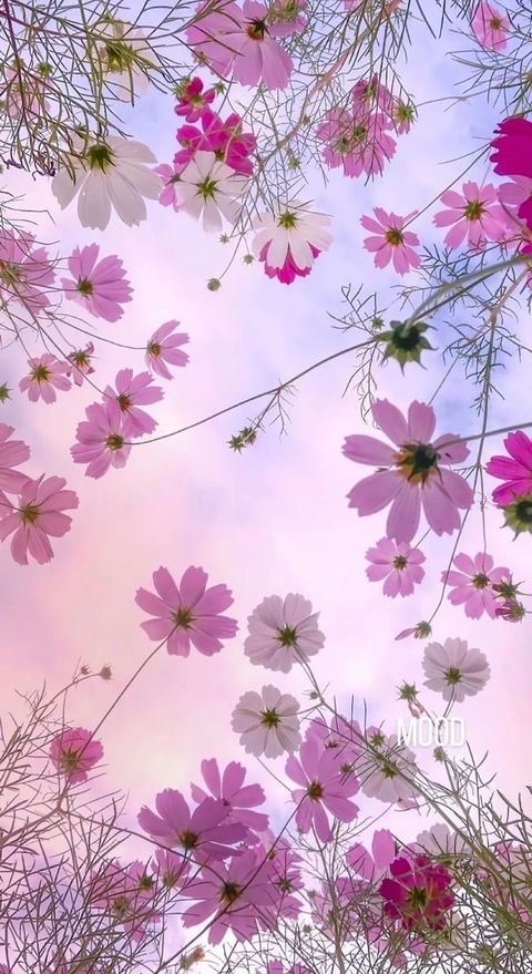 Little Flower cover image