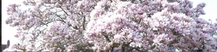 LittleJadeToes cover image