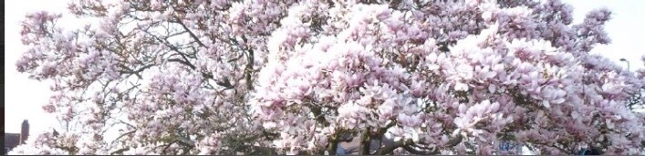LittleJadeToes banner image