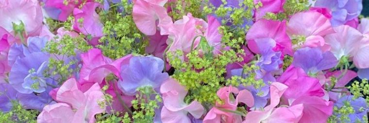 LittleMissDaisies banner image