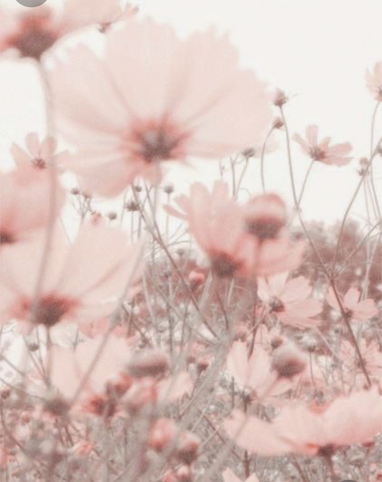 Little Miss L banner image