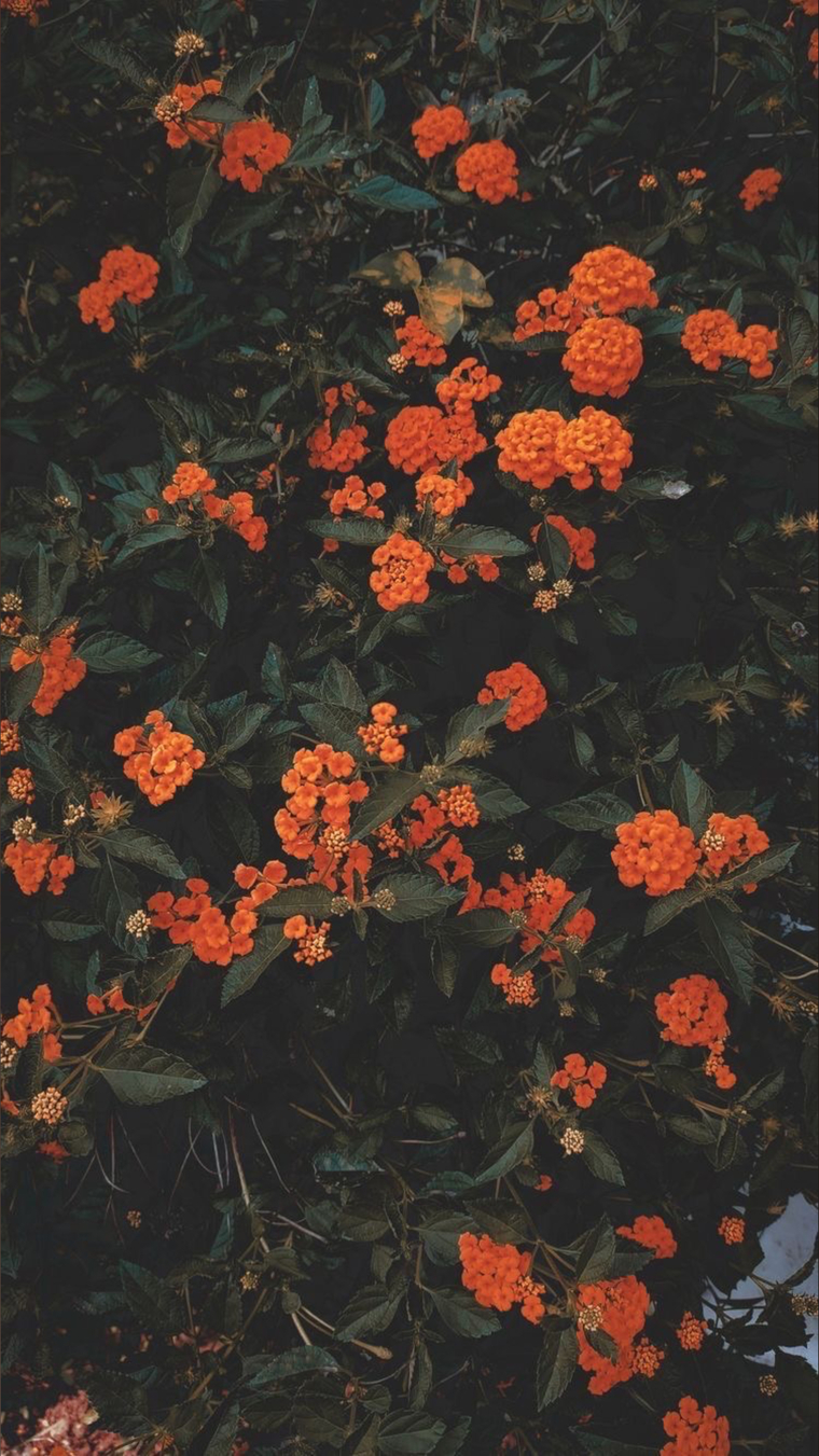 Little Spook💕 cover image