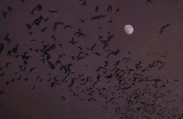 Soph - COMING BACK VERY SOON🦇 banner image