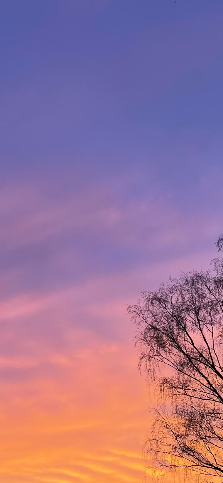 Liv 🔮 banner image
