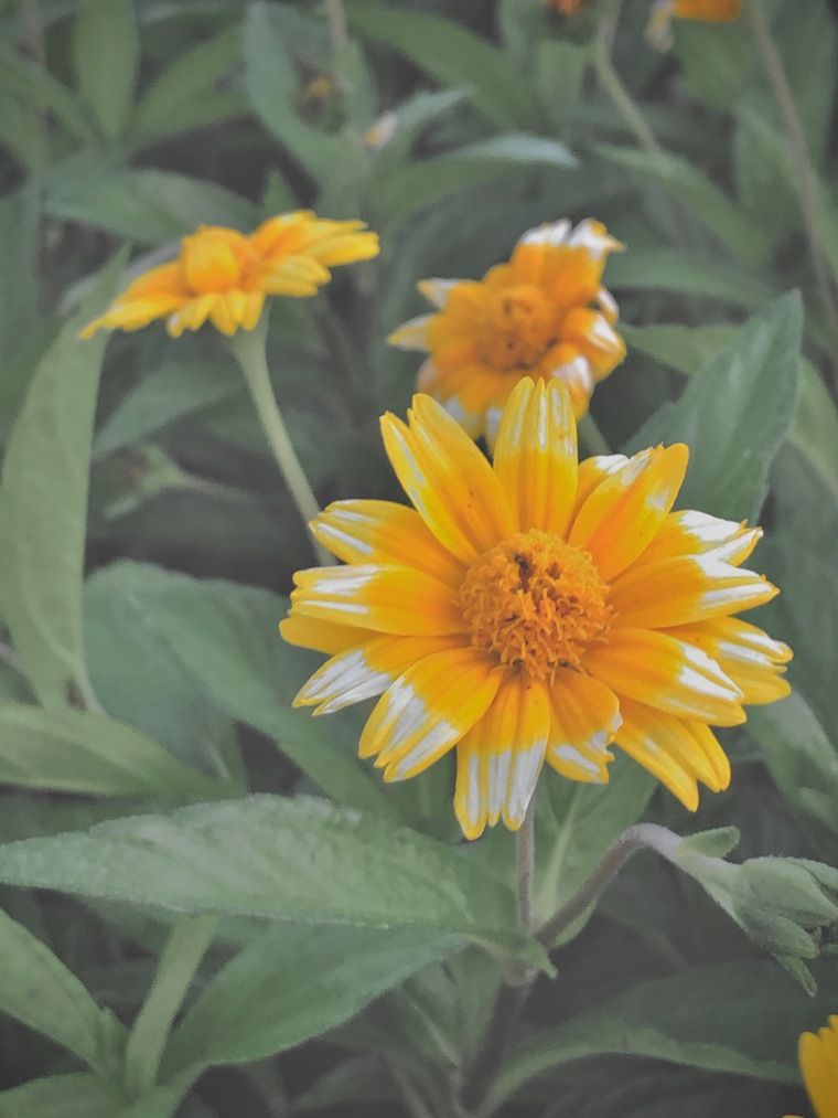 Lizzy cover image