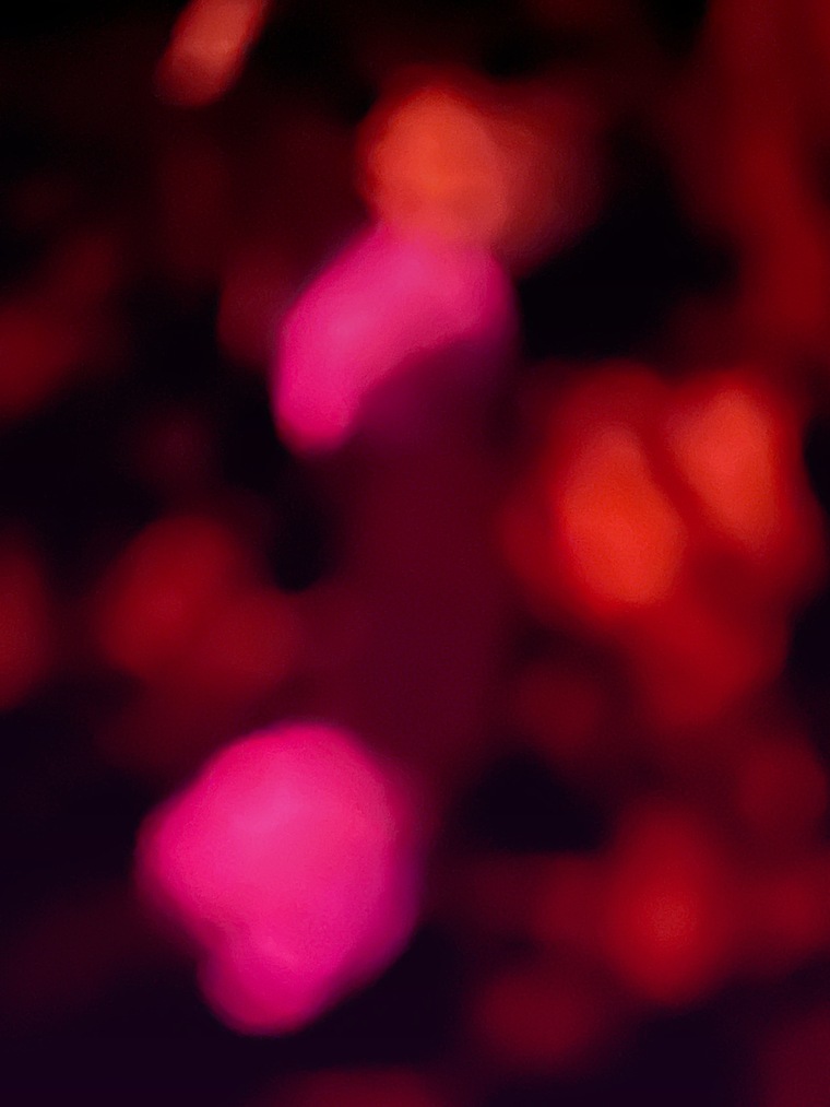 Lobo banner image