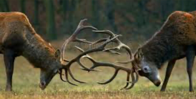 MrStag cover image