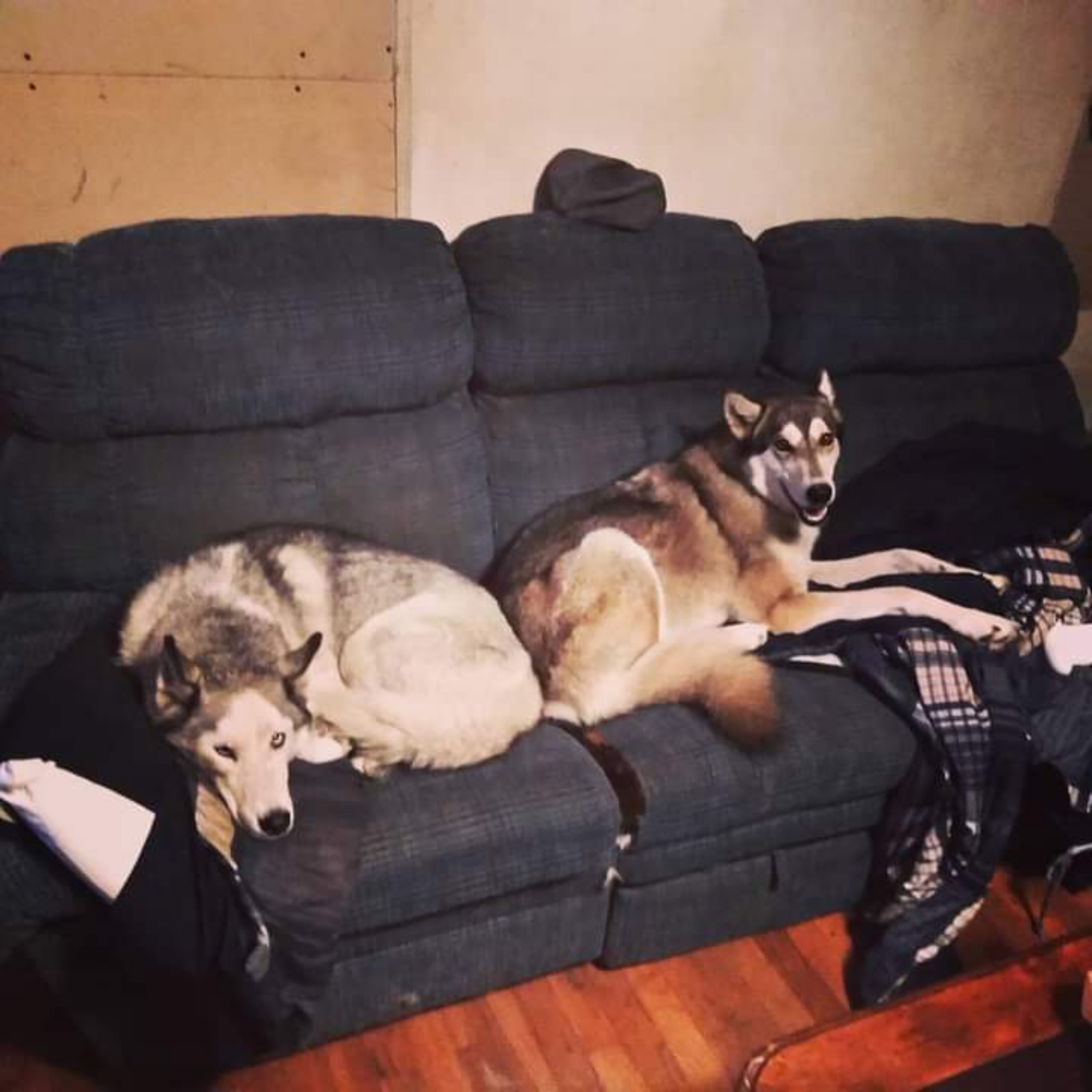 Lonelyhusky banner image