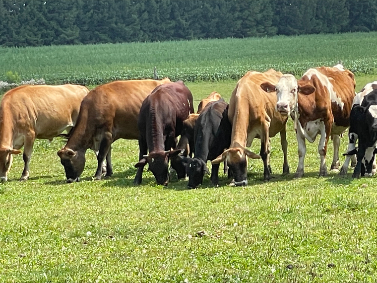 Lorraines Only Farm cover image