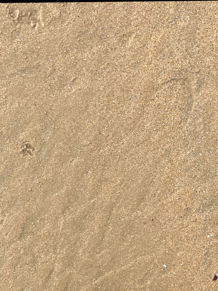 Liz cover image