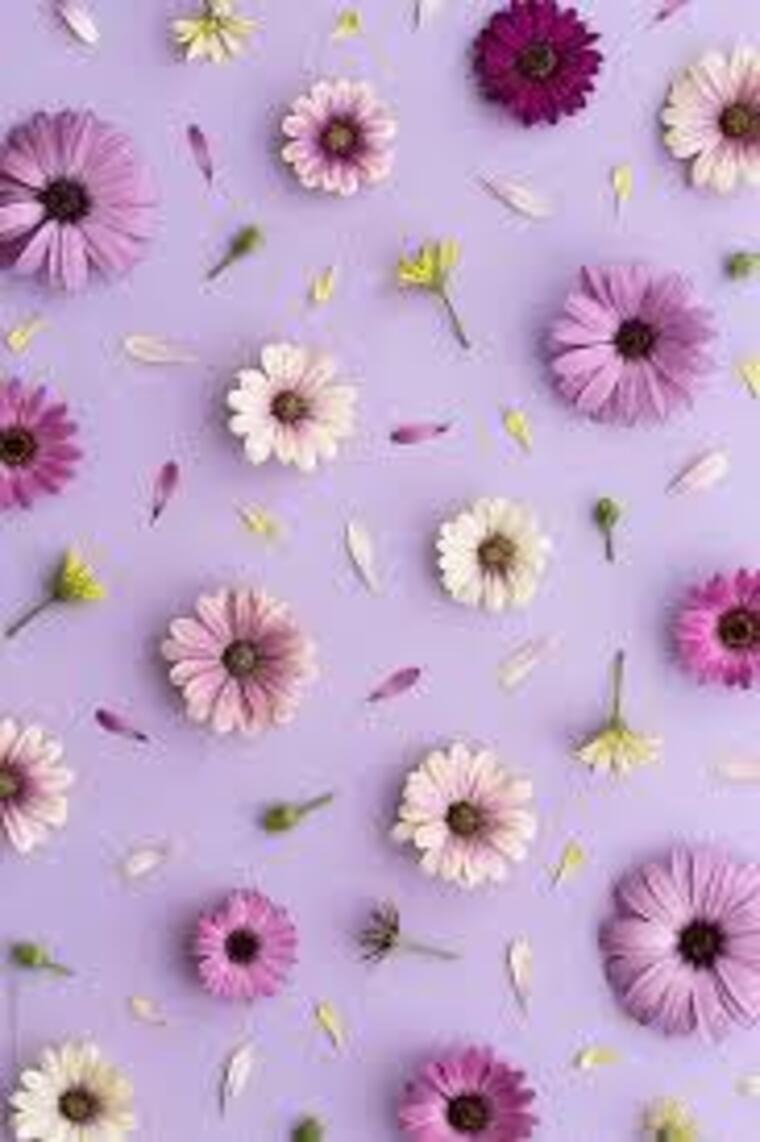 Lottielunaxxo banner image