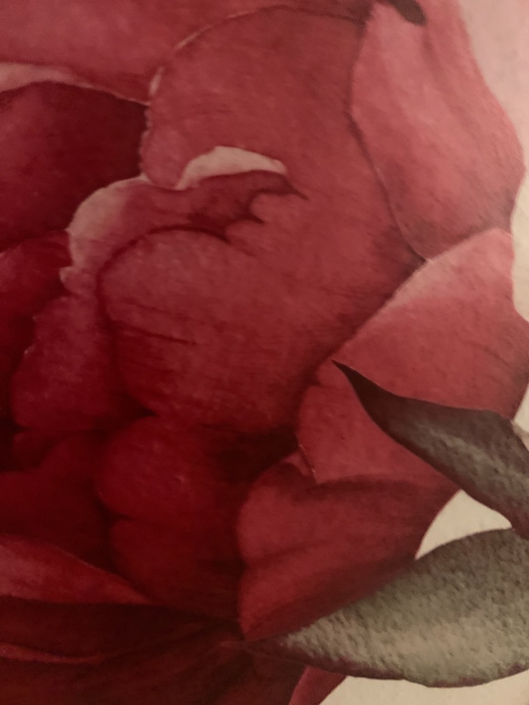Lottie Niko cover image