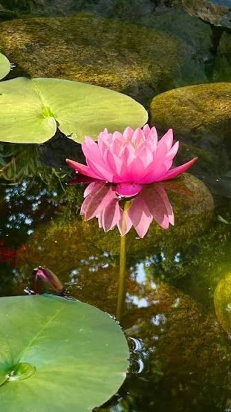 Lotuss banner image