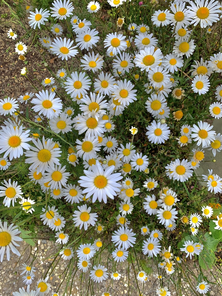 Lou la Fleur cover image