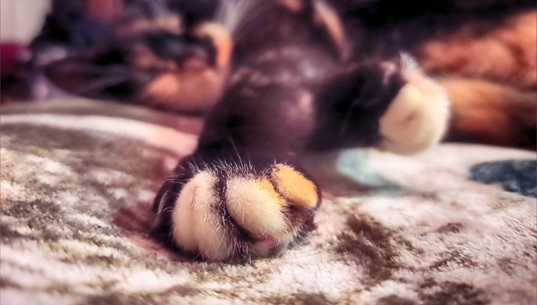 RUNA-Lovemypets.89 banner image