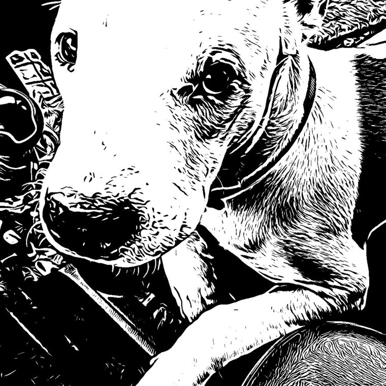 Stitch 626 banner image