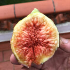 Loving Fruits avatar