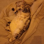 Ukrainian Cat Luchik avatar