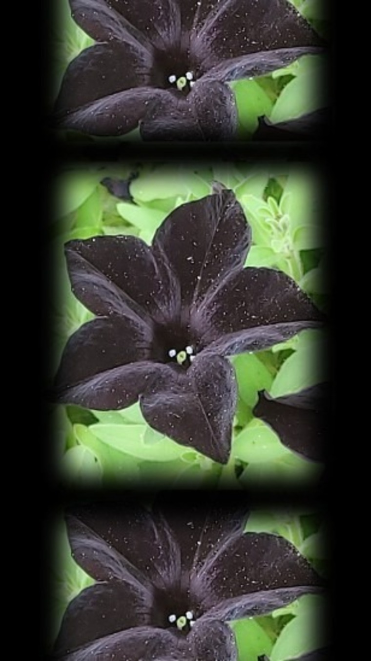 luckie banner image