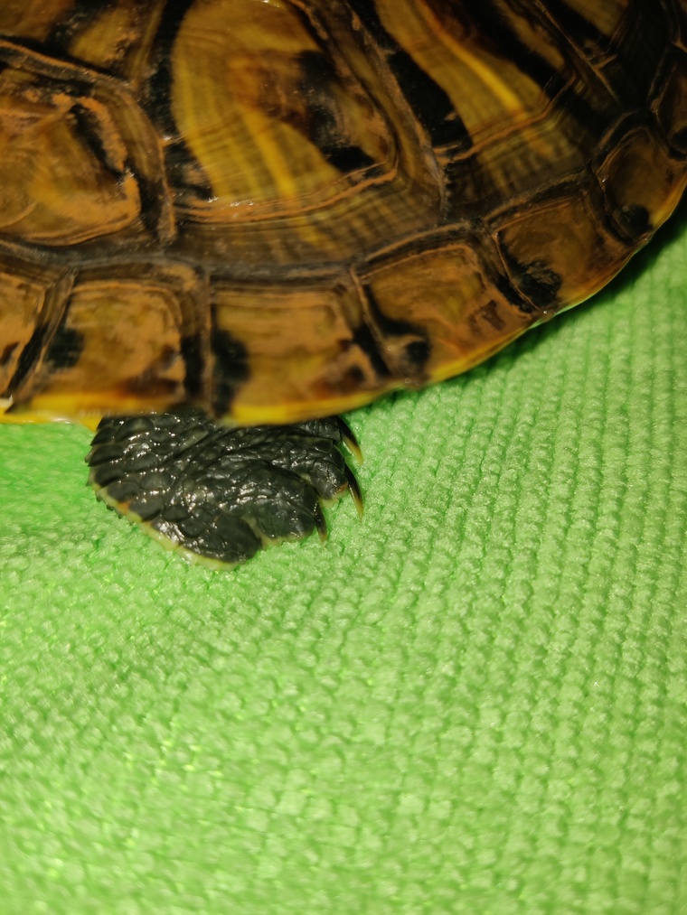 LudwigsTurtleToes cover image