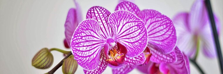 LukipelaSexy banner image