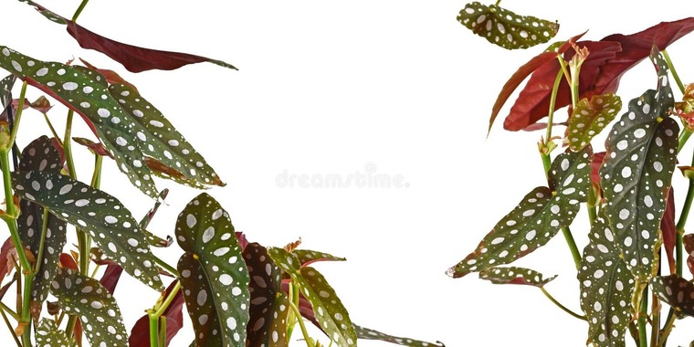 Monera banner image