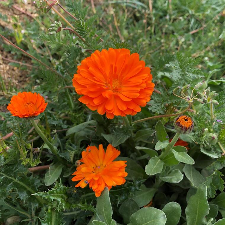 lululupki cover image