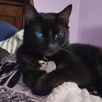 Luna Eclipse avatar