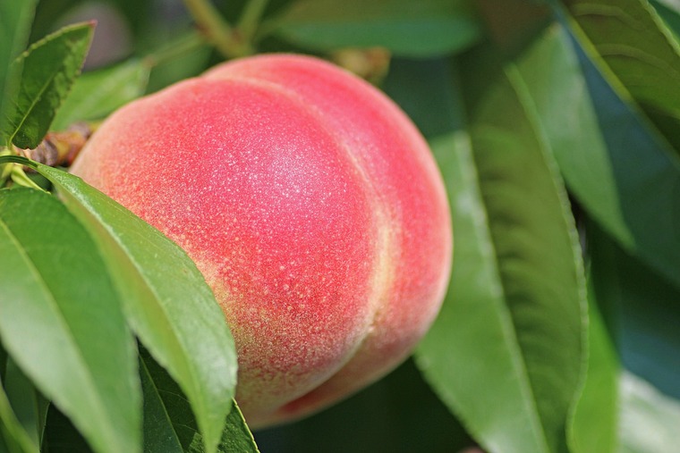 Lunar Peach cover image