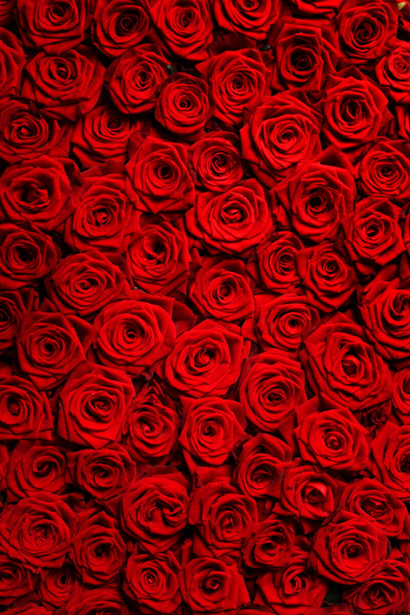 Luna Rosebud banner image