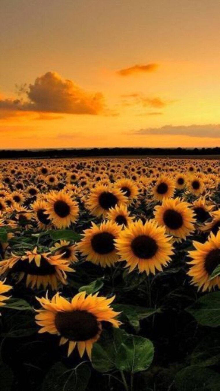 Luna Sunflower cover image