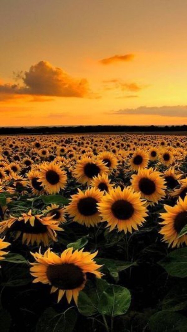 Luna Sunflower banner image