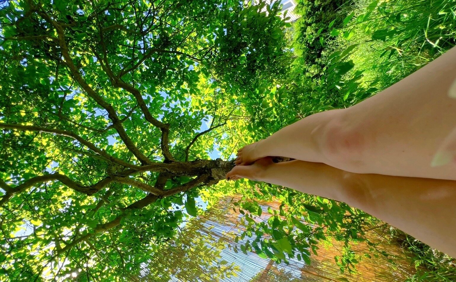 LushWillow banner image