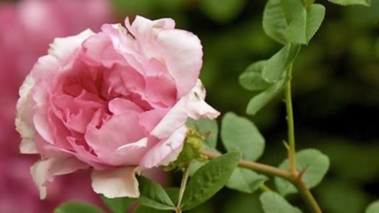 Rose cover image