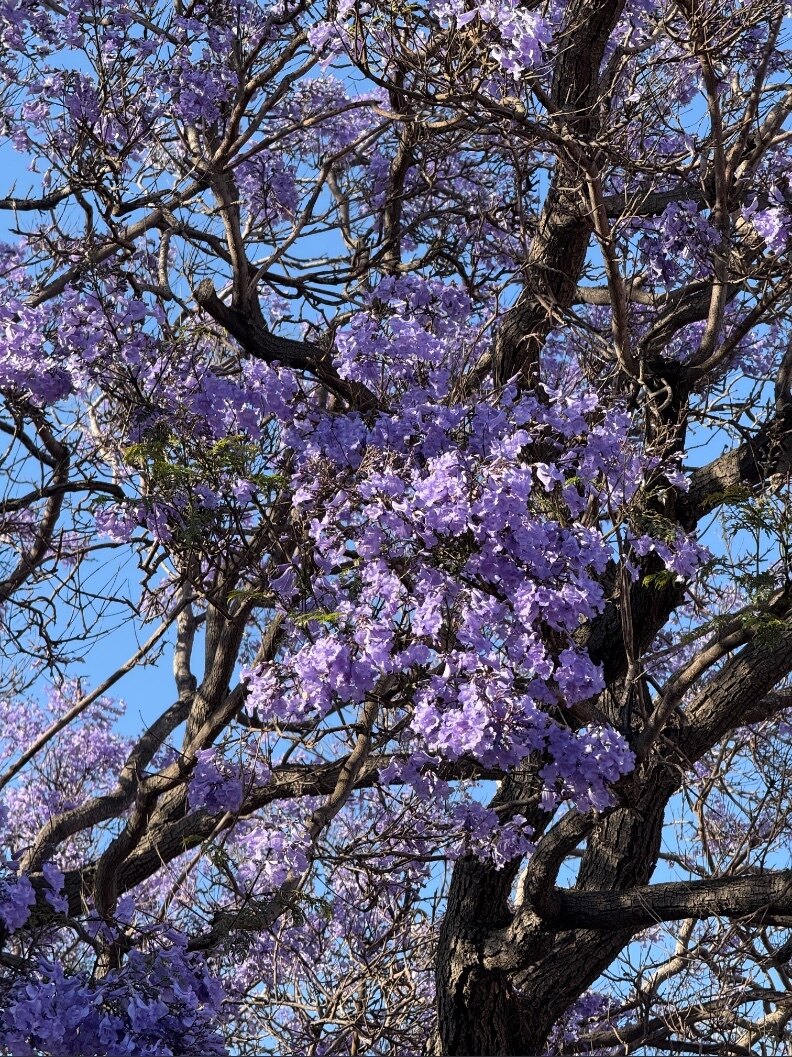 Lychee banner image