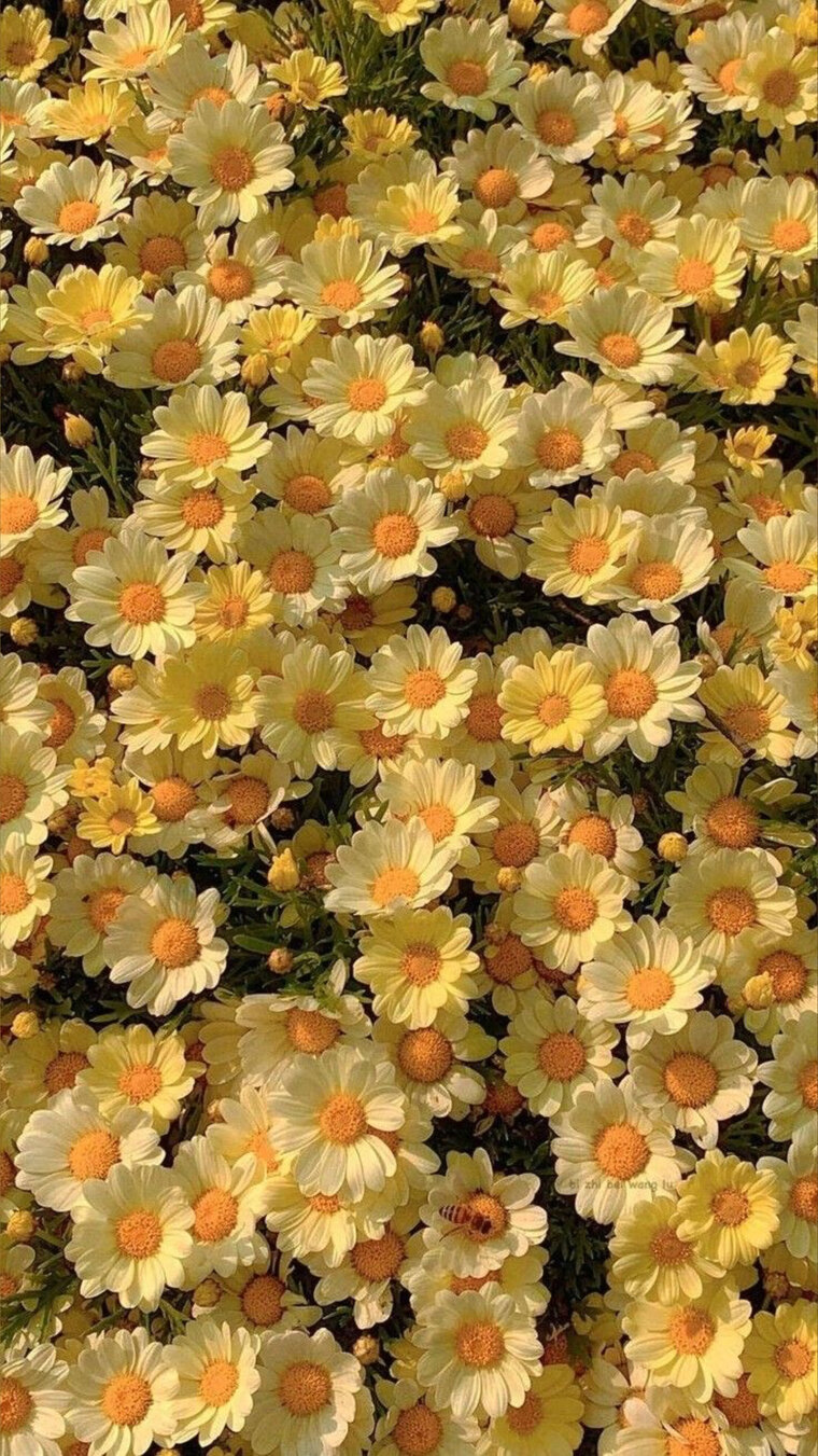 LYD 💛 cover image
