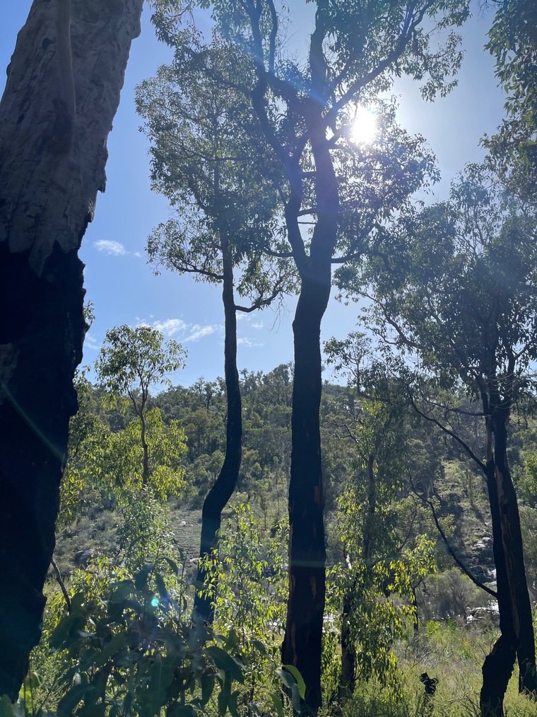 MaccaOZ cover image